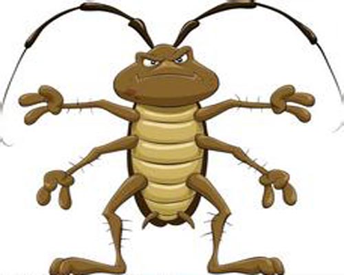 澳大利亞一餐廳拒除蟑螂 理由是“不殺生”