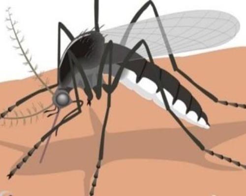 蚊子漫畫